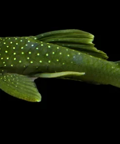 L200 Green Phantom Pleco 4–5 Inch for Sale in Canada | Buy L200 Pleco