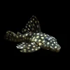 L201 Orinoco Angel Pleco for Sale in Canada | Buy Hypancistrus L201
