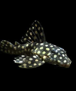 L201 Orinoco Angel Pleco for Sale in Canada | Buy Hypancistrus L201