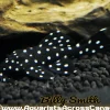L240 Sailfin Vampire Pleco for Sale in Canada | Buy Leporacanthicus L240