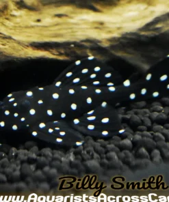 L240 Sailfin Vampire Pleco for Sale in Canada | Buy Leporacanthicus L240