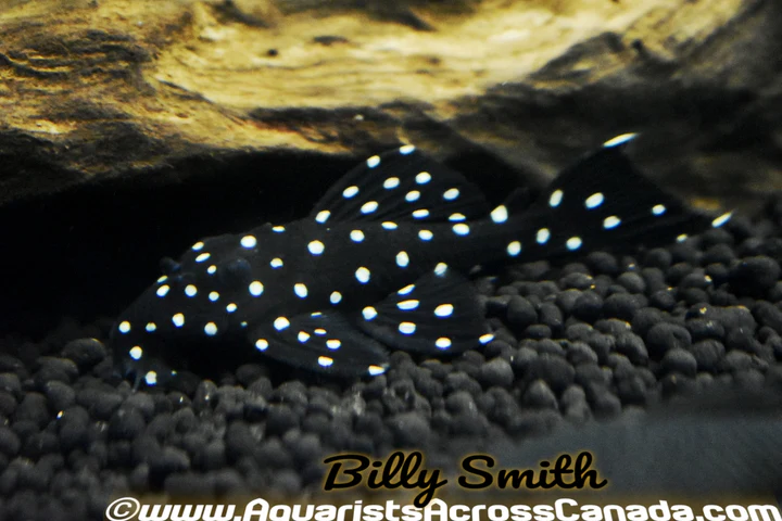 L240 Sailfin Vampire Pleco for Sale in Canada | Buy Leporacanthicus L240