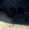 L34 Medusa Pleco 4 Inch for Sale in Canada | Buy Ancistrus ranunculus
