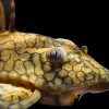 L37 Honeycomb Pleco for Sale in Canada | Buy Hypostomus faveolus