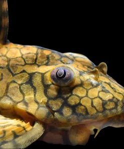 L37 Honeycomb Pleco for Sale in Canada | Buy Hypostomus faveolus