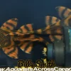 L397 Alenquer Tiger Pleco for Sale in Canada | Buy Panaqolus sp.