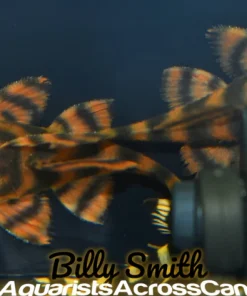 L397 Alenquer Tiger Pleco for Sale in Canada | Buy Panaqolus sp.