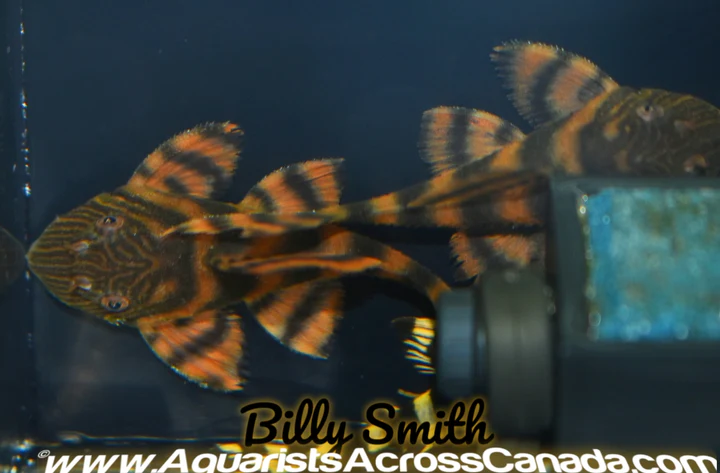 L397 Alenquer Tiger Pleco for Sale in Canada | Buy Panaqolus sp.