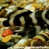 L52 Butterfly Pleco for Sale in Canada | Buy Dekeyseria sp.