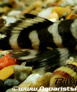 L52 Butterfly Pleco for Sale in Canada | Buy Dekeyseria sp.