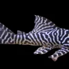 L66 King Tiger Pleco 4 Inch for Sale in Canada | Buy Hypancistrus L066