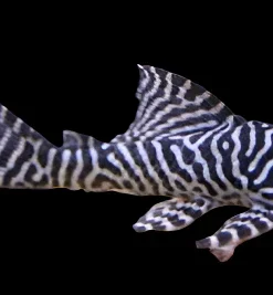 L66 King Tiger Pleco 4 Inch for Sale in Canada | Buy Hypancistrus L066
