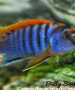 LABIDOCHROMIS .SP "HONGI" (RED TOP HONGI)