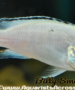 LABIDOCHROMIS CAERULEUS "NKHATA BAY" F1