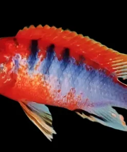 LABIDOCHROMIS .SP "HONGI" *super red* (SWEDISH RED HONGI) 2"