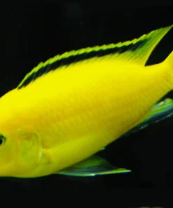 LABIDOCHROMIS CAERULEUS *ELECTRIC YELLOW*