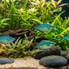 Lake Kutubu Rainbow (Melanotaenia lacustris) for Sale Canada | Premium Rainbowfish