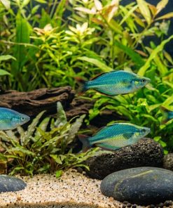 Lake Kutubu Rainbow (Melanotaenia lacustris) for Sale Canada | Premium Rainbowfish