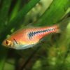 LAMBCHOP RASBORA (Trigonostigma espei)