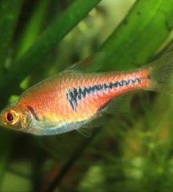 LAMBCHOP RASBORA (Trigonostigma espei)