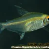 Lemon Tetra (Hyphessobrycon pulchripinnis) for Sale Canada | Buy Lemon Tetra