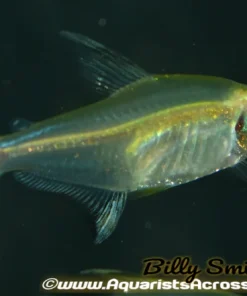 Lemon Tetra (Hyphessobrycon pulchripinnis) for Sale Canada | Buy Lemon Tetra