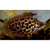 Leopard Ctenopoma (Ctenopoma acutirostre) 3.5" For Sale Canada | Leaf Fish Predator