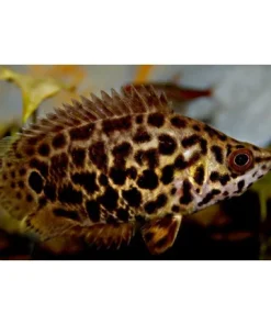 Leopard Ctenopoma (Ctenopoma acutirostre) 3.5" For Sale Canada | Leaf Fish Predator