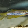 Leopard Danio (Danio rerio) For Sale Canada | Hardy Schooling Aquarium Fish