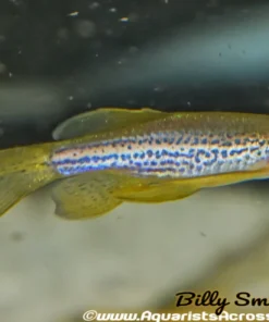 Leopard Danio (Danio rerio) For Sale Canada | Hardy Schooling Aquarium Fish