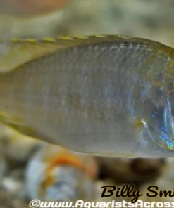 LETHRINOPS SP. "LIONS COVE" (YELLOW COLLAR)