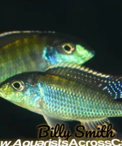 LETHRINOPS ALBUS *KANDE ISLAND* F1