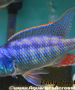 LICHNOCHROMIS ACUTICEPS (Malawi Gar) 6-7" MALE 2403