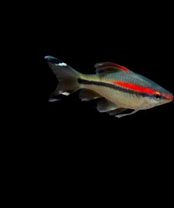 Denisoni Barb (Sahyadria denisonii) 1.5" for Sale Canada | Roseline Shark