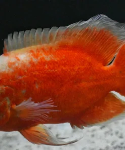 LONGFIN ALBINO RED OSCAR (Astronotus ocellatus)