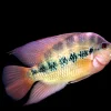 yon's Cichlid (Amphilophus lyonsi) 3 Inch Canada | Buy Central American Cichlid Online