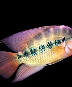 yon's Cichlid (Amphilophus lyonsi) 3 Inch Canada | Buy Central American Cichlid Online