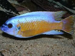 Labeotropheus fuelleborni (Katale)