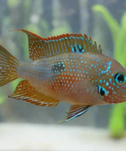 MACULIPINNIS (Thorichthys Maculipinnis)