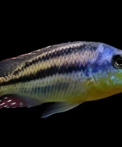 MALAWI THICK LIPS (Cheilochromis Euchilus) 4" MALE