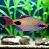 Mascara Barb (Dawkinsia assimilis) for Sale Canada | 1–1.5" Freshwater Barb