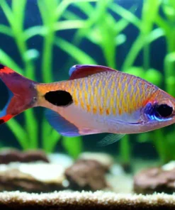 Mascara Barb (Dawkinsia assimilis) for Sale Canada | 1–1.5" Freshwater Barb