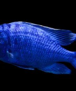 MDOKA WHITE LIPS (Placidochromis Phenochilus Mdoka) 3"