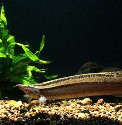 Meklong Spiny Eel (Macrognathus meklongensis) for Sale Canada | Rare Freshwater Spiny Eel