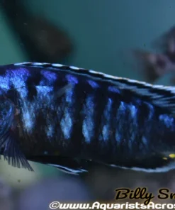 MELANOCHROMIS JOHANNI 4"
