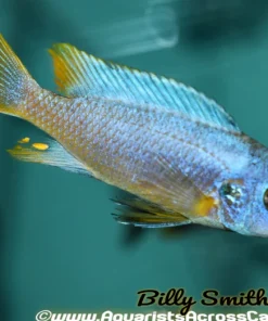METRIACLIMA .SP MSOBO "MAGUNGA"