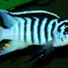 Metriaclima sp. Zebra "Katale" Canada | Buy African Mbuna Cichlid Online