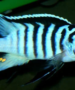 Metriaclima sp. Zebra "Katale" Canada | Buy African Mbuna Cichlid Online