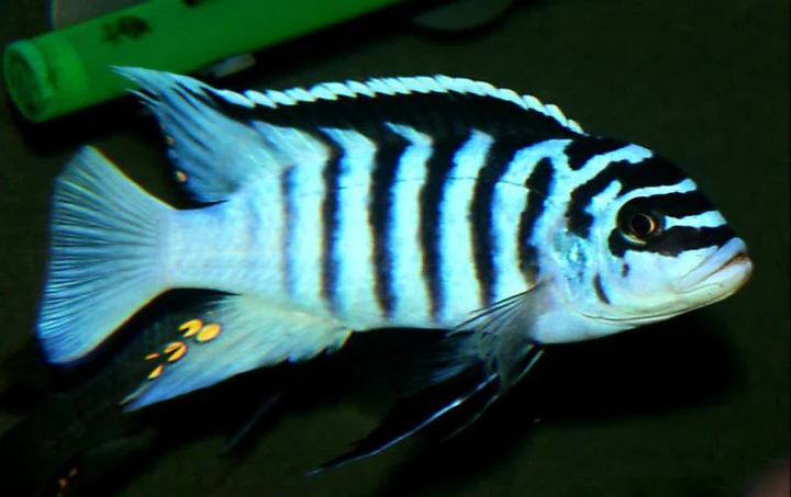 Metriaclima sp. Zebra "Katale" Canada | Buy African Mbuna Cichlid Online