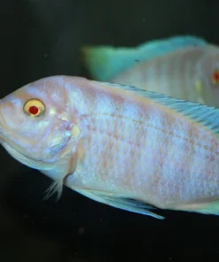 METRIACLIMA FAINZILBERI *MAISONI REEF ALBINO* 2402